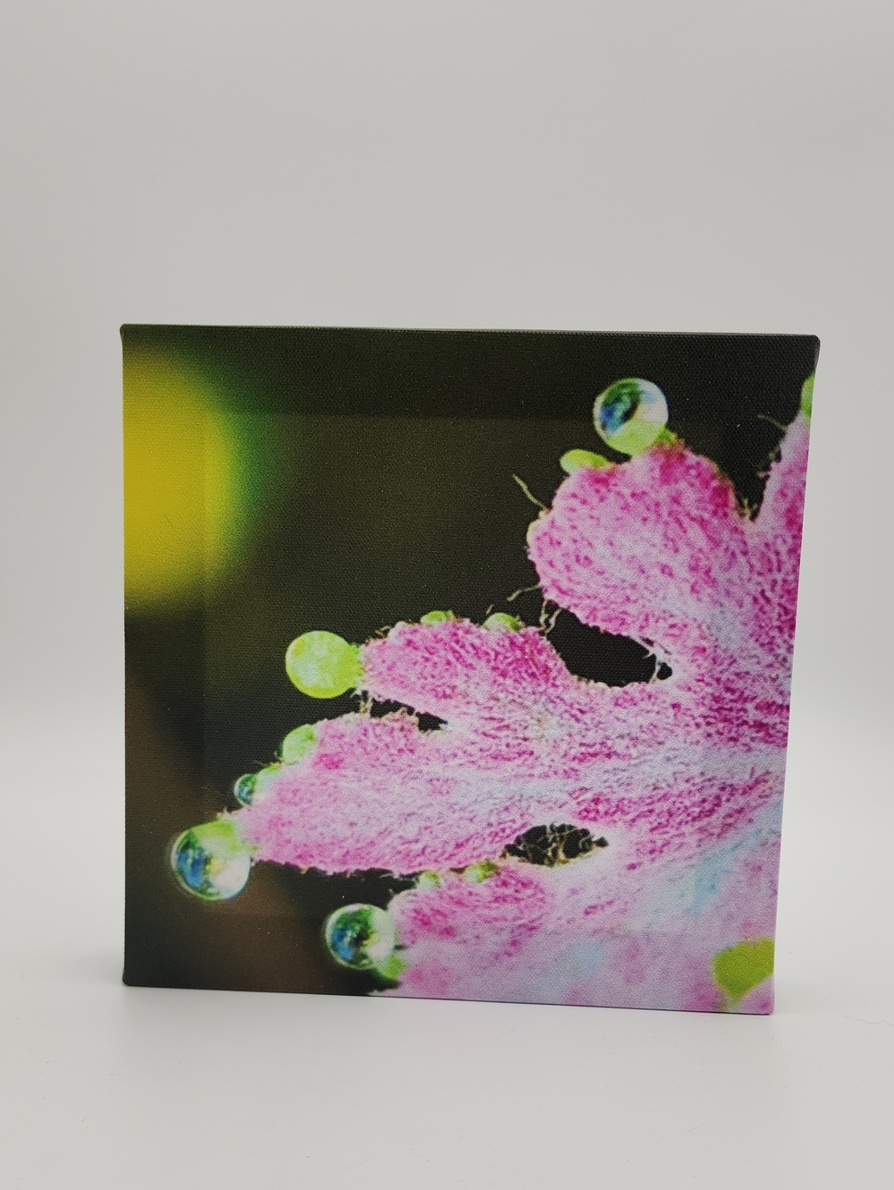 Personal Artwork‎ - Pink Dew Drops Floral Canvas Wall Art